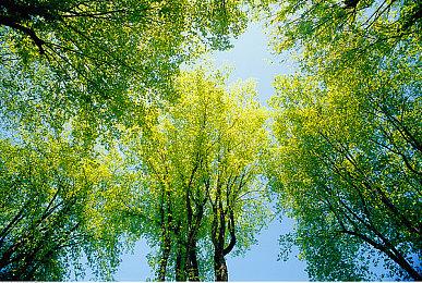 《微软飞行模拟2024》Steam解锁  综合评价”差评如潮“